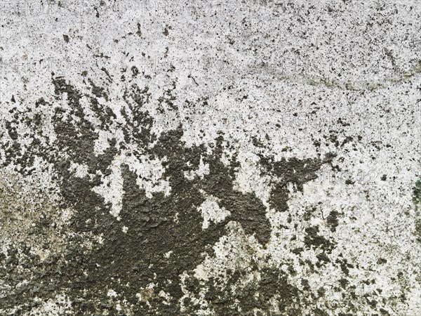 Weathered concrete wall texture with black lichen