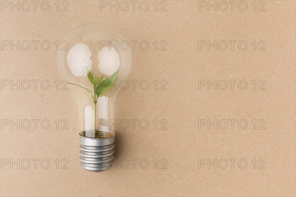 Light bulb small plant inside