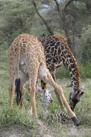 Masai giraffe