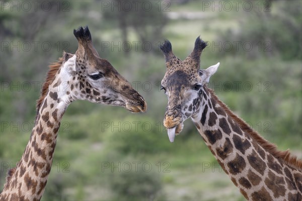 Masai giraffe