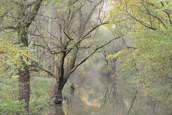 Autumn atmosphere on a branch of the Moselle