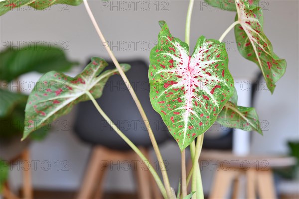 Close up of leaf of exotic Caladium Hearts Desire houseplant with red spots