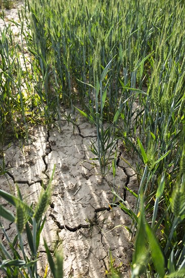 Soil of a wheat field with cracks and furrows after prolonged drought in Duesseldorf