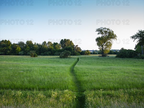 Trail through a field on the Neanderlandsteig