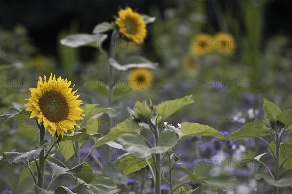 Sunflowers