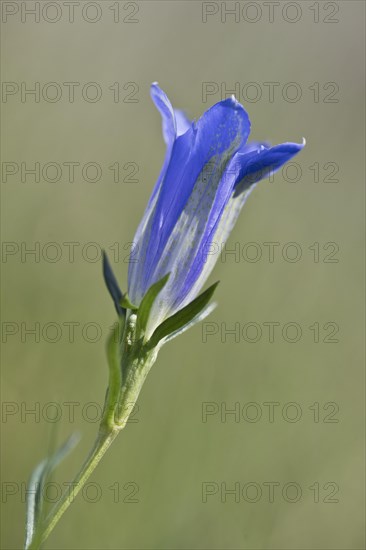 Marsh gentian