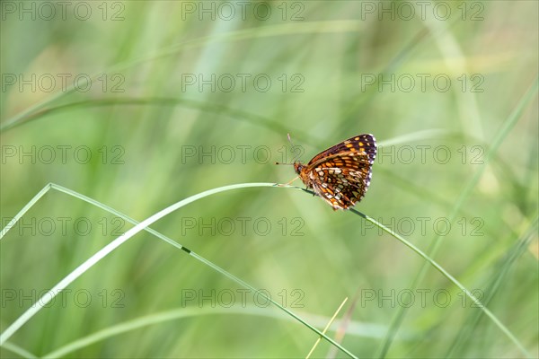 False heath fritillary