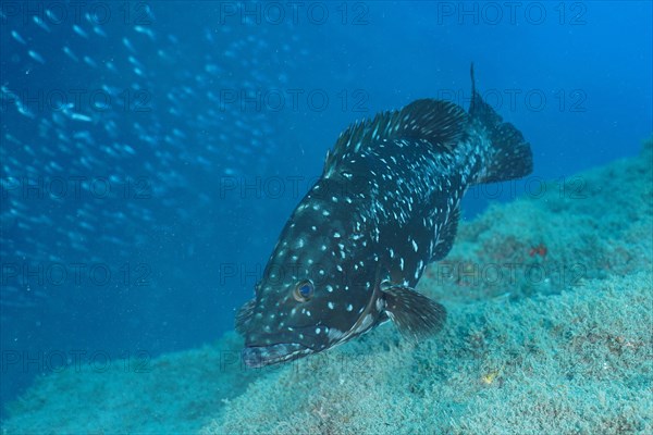 Dusky grouper