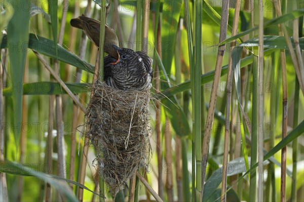 Common cuckoo