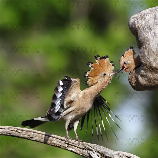 Hoopoe