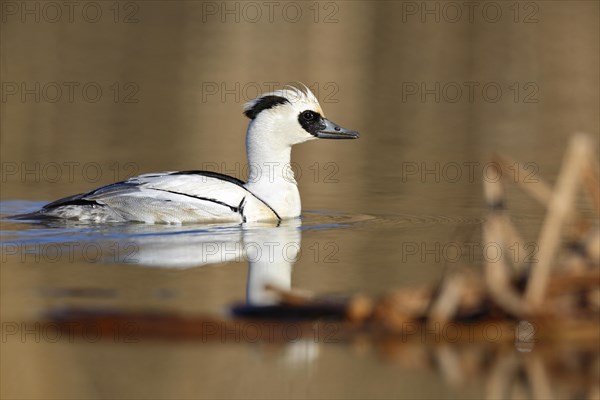 Smew