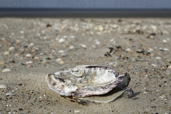 Shell of the Pacific oyster