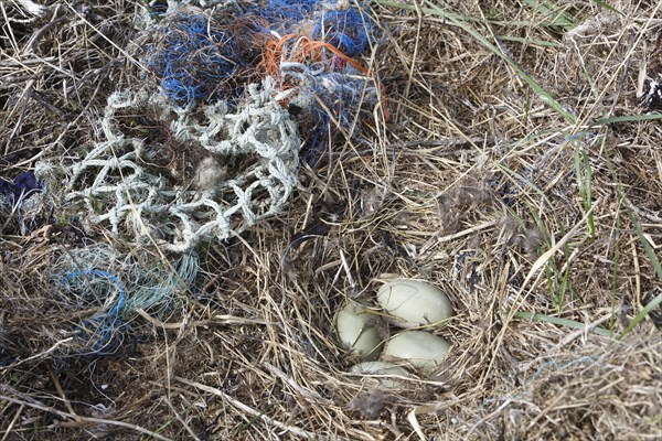 Litter from the sea