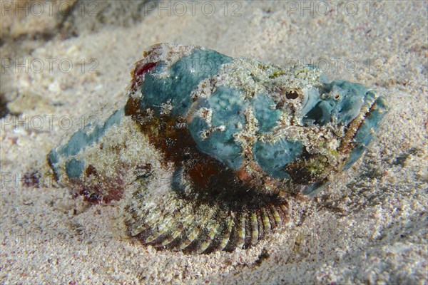 Juvenile false stonefish