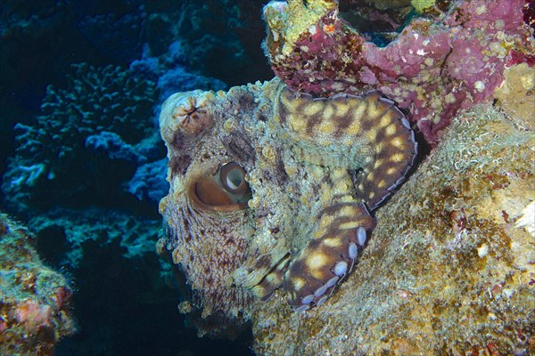 Great Blue Octopus