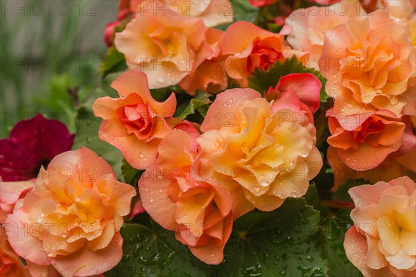 Flowers of a begonia with water drops close up on a dark background. Blooming