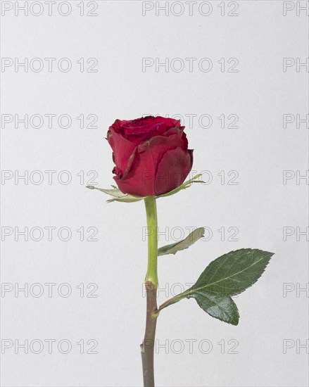 Top view blooming red rose