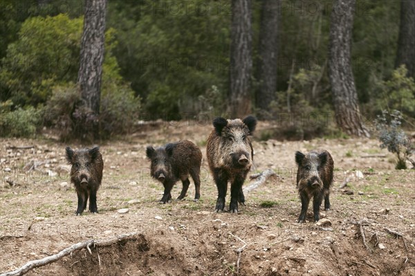 Wild boars nature 3