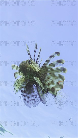 Lion fish swims in blue Ocean on blue sky background