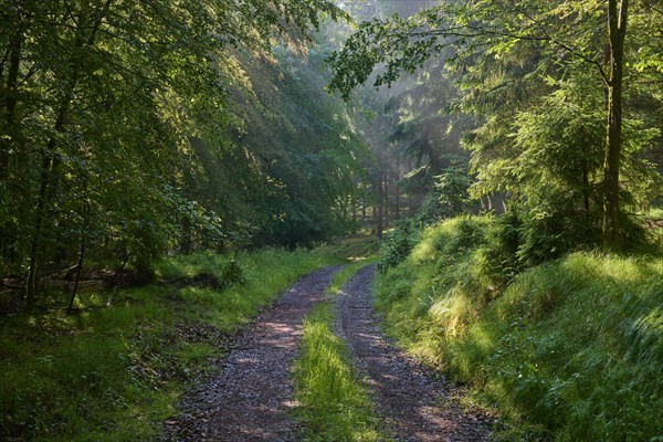 Forest path