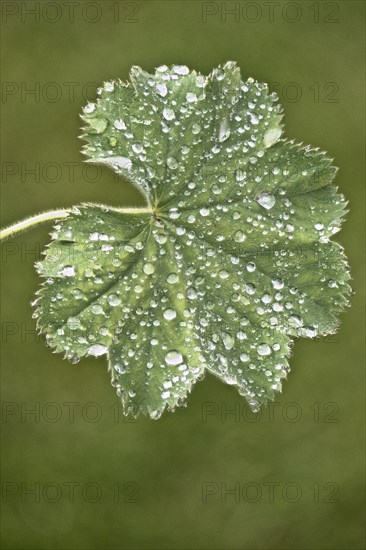 Lady's mantle