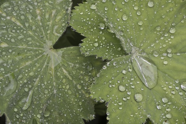 Lady's mantle