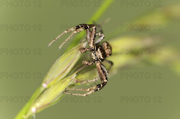 Crab spider