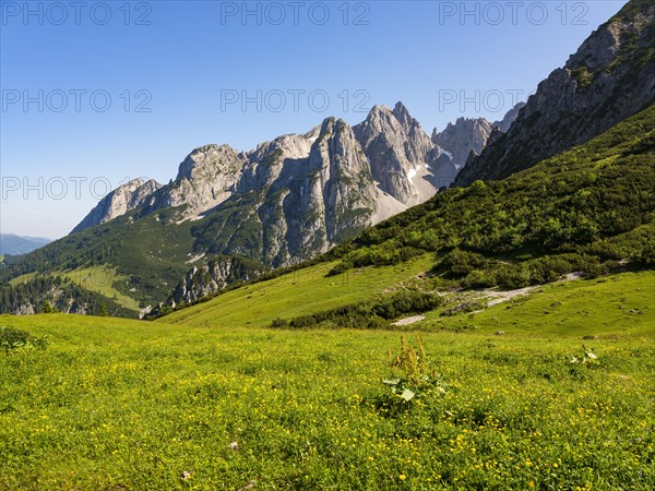 Alpine meadow in front of the peaks of the Gosaukamm