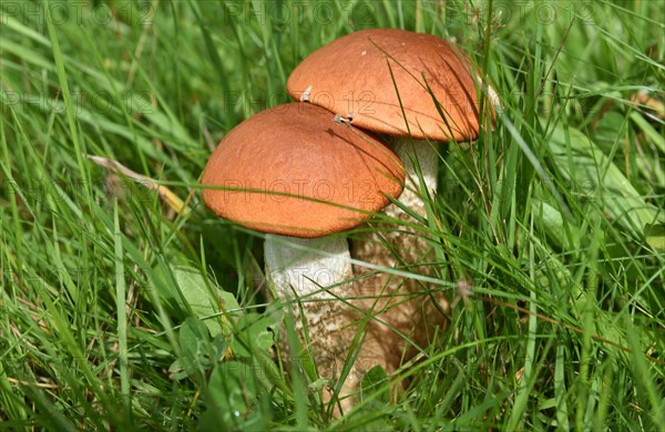 Red caps