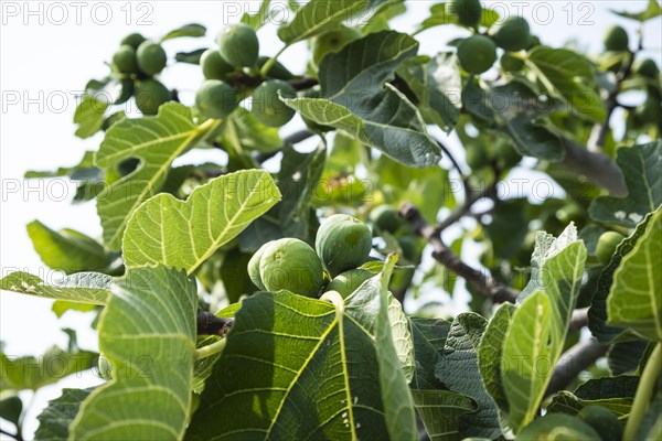 Ripe figs on a fig tree