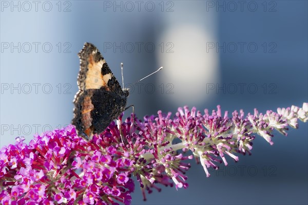 Small tortoiseshell