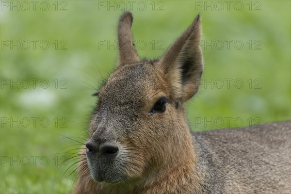 Patagonian mara