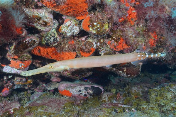 Atlantic cornetfish