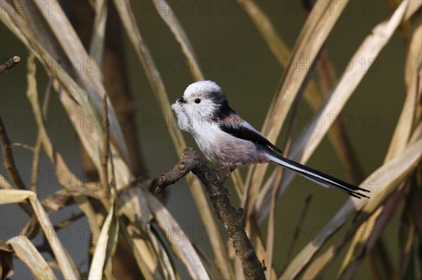 Long-tailed tit