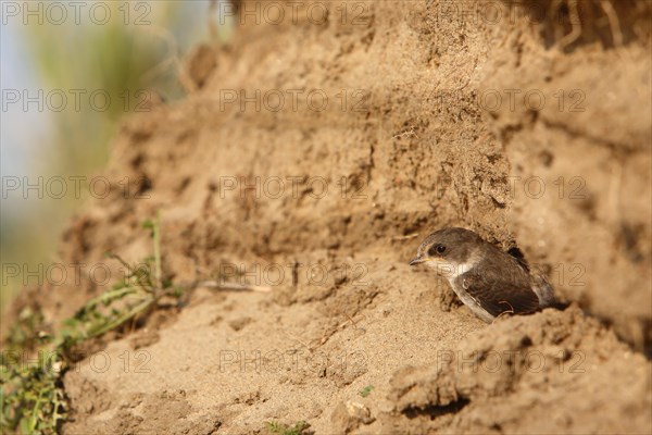 Sand martin