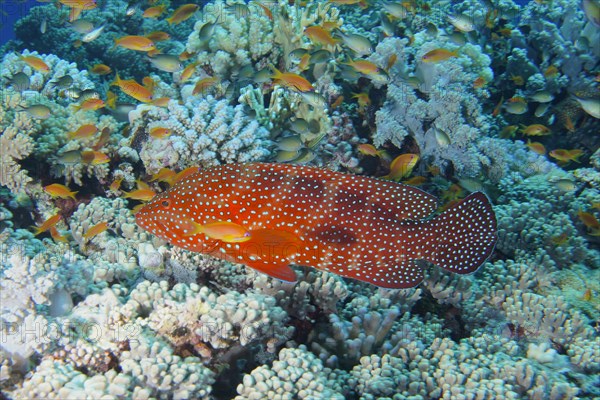 Jewel Grouper