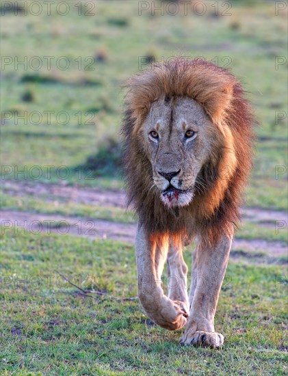 Maned lion