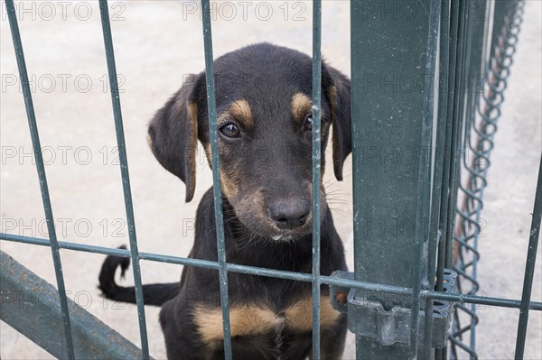 Cute dog fence waiting be adopted