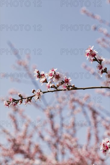 Close up trees branches with blooming flowers 1
