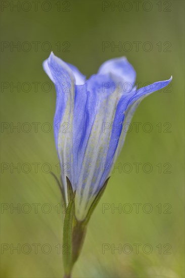 Marsh gentian