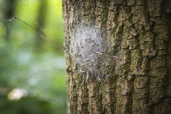 Nest of oak processionary moths on an oak tree in Duesseldorf