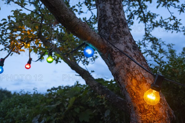 Chain of lights with coloured bulbs hanging in a tree at blue hour