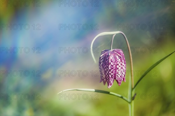 Snake's head fritillary