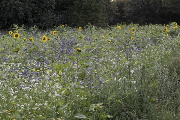 Flowering meadow with sunflowers