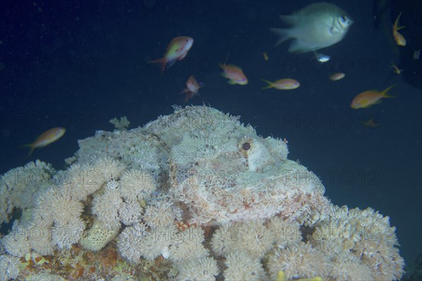 Well camouflaged false stonefish