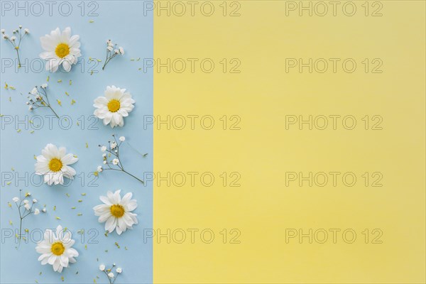 Top view white daisy flowers baby s breath flowers dual background