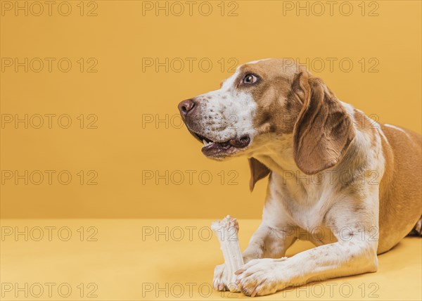 Thinking dog holding bone looking away