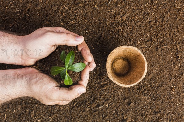 Top view gardener planting