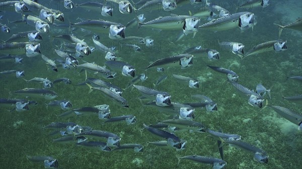 Top view on shoal of Striped Mackerel or Indian Nackerel