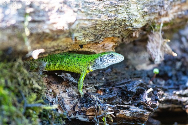 Green lizard